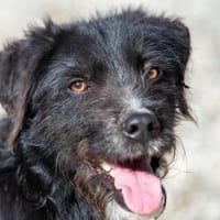 Puffi sucht seine Menschen, Hund zur Adoption