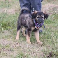 Liv wartet schon auf Deine Anfrage!, Hündin zur Adoption