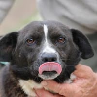 Batida  sehr liebenswerte, kleine Hündin, Hündin zur Adoption