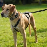 Lucky wartet schon zu lange, Hund zur Adoption