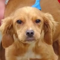 Zauberhafte kleine BRUNA, Hündin zur Adoption