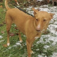 Wunderschöne Venus sucht eine Familie, Hündin zur Adoption