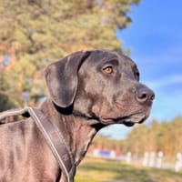 Nuit - clever und sportlich, Hündin zur Adoption