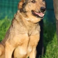 Cuno - zutraulich u. freundlich, Hund zur Adoption