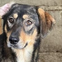 Daphne will endlich vertrauen, Hündin zur Adoption