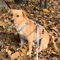 Coco möchte zu Ihnen gehören, Hund zur Adoption