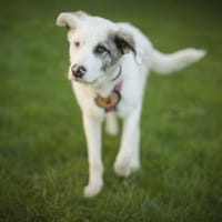 Wer schenkt Tapio ein Zuhause?, Hund zur Adoption