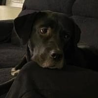 Mokka sucht ein neues Zuhause, Hündin zur Adoption