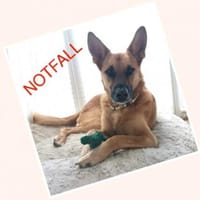 Pepe - NOTFALL braucht starke Menschen, Hund zur Adoption