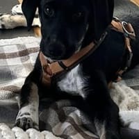 🐾 Neo  junger Hund sucht sein Für-imme, Hund zur Adoption