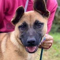 Hundejunge XARO, Hund zur Adoption