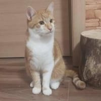 Garfield - Schönheit sucht Familie, Kater zur Adoption