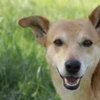 NICO ❤, Hund zur Adoption