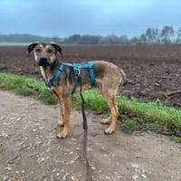 Carlo - Goldschatz sucht seine Familie, Hund zur Adoption