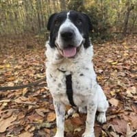 Bandit - wartet in Köln auf sein Zuhause, Hund zur Adoption