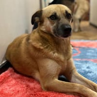 SHORTIE - freundliche Hündin sucht Glück, Hündin zur Adoption