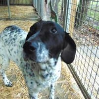 Pötyi, ein Senior sucht Liebe, Hund zur Adoption