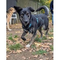 Leif - wartet in 91358 Kunreuth, Hund zur Adoption