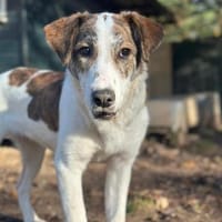 LILOU - pure Niedlichkeit sucht zu Hause, Hündin zur Adoption