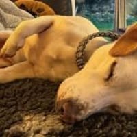 Manolo gibt nicht auf und sucht DIch, Hund zur Adoption