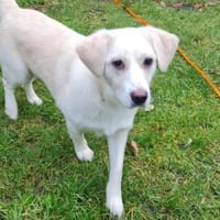 DOLLY - liebenswerte Hündin, Hündin zur Adoption