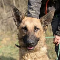 THEA 2 sucht kuscheliges Zuhause, Hündin zur Adoption