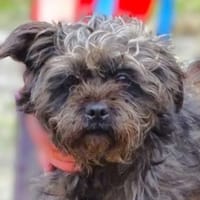 Wer schenkt GINA ein besseres Leben?, Hündin zur Adoption