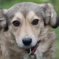 Yara - kinderliebe Junghündin, Hündin zur Adoption