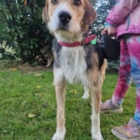 Enrico - sucht seine Menschen, Hund zur Adoption