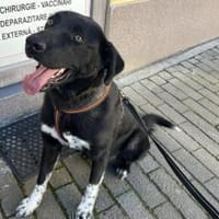 Dante sucht Hundeversteher, Hund zur Adoption