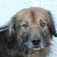 Minzi - verschmuste liebe Hündin, Hündin zur Adoption