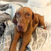 Ace - ist liebevoll, Hund zur Adoption