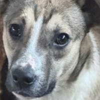 Amadeus ist so verkuschelt 🐾, Hund zur Adoption