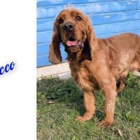 Vermittlungshilfe für Rocco, Hund zur Adoption