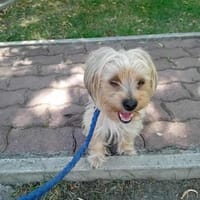 Drops, Hund zur Adoption