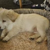 Coolio Kokonimix Rüde 4 Monate in 41751, Hund zur Adoption