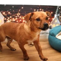 Caramelo 29 cm 7 mon., Hund zur Adoption