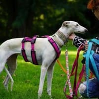 Harina - Zuhause gesucht, Hündin zur Adoption