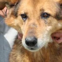 Nanook - verschmust u. sehr lieb, Hund zur Adoption