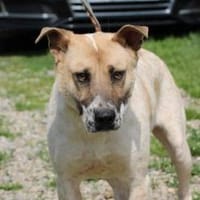 Luca - zutraulicher, aparter Rüde, Hund zur Adoption