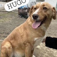 🐾❤ HUGO, unser Immer-Sonnenschein, Hund zur Adoption
