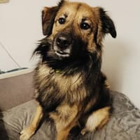 Teddy kinderlieb und freundlich, Hund zur Adoption