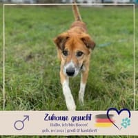 Rocco -  76689 Karsdorf, Hund zur Adoption