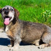 Pivi, blinder, fitter Senior, Hund zur Adoption