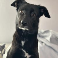 KYLIE (*03.2021) auf PS in 80807 München, Hündin zur Adoption