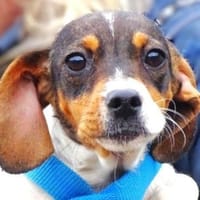 Kleine BRITA möchte ihr Leben beginnen, Hündin zur Adoption