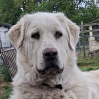 Wunderschöne  Luna sucht ihr Frauchen, Hündin zur Adoption