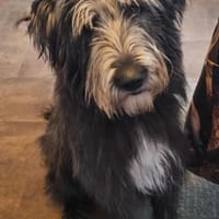 Melody, Hündin zur Adoption