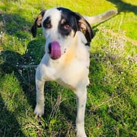 Momo der kleine Charmeur, Hund zur Adoption