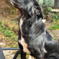 ROVER - ruhiger Junghund möchte Ankommen, Hund zur Adoption